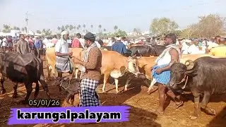 கருங்கல்பாளையம் மாட்டு சந்தை நிலவரம் 05/02/26 
