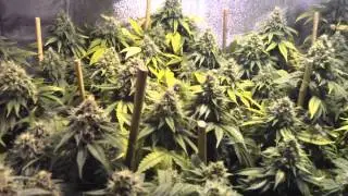 Genesis 600 watt HPS Grow Light in Garden- start of week 7 Fucking Incredible Buds Genesis Best HPS