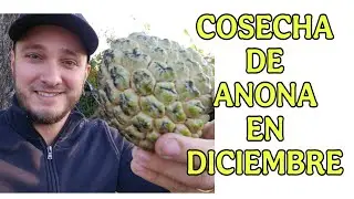 COMO PROVOCAR SEGUNDA COSECHA EN ANONAS.