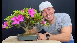 PROCEDIMENTOS PÓS FLORAÇÃO DA AZALÉA  | ABC DO BONSAI RESPONDE