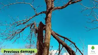 5 Things You Must Check Your Trees for This Autumn