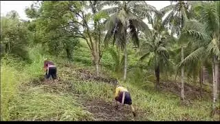 Morning visit in my farm 