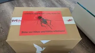 Bestellung bei M&S Reptilien - Unboxing 💛 | 🐍 Viking Reptiles