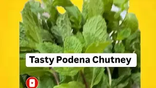 How to make mint sauce | Podena Chatney| Mint Leaves chutney | Summer special Recipe