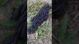 Bicho Cabeludo