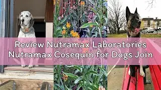 Review Nutramax Laboratories Nutramax Cosequin for Dogs Joint Health Supplement, Contains Glucosamin