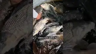 #Fresh#Machli🐠Bas Ye 3 Signs Dekhein! Machli Lovers Ke Liye Sabse Zaruri Video#sorts #fish #fishing