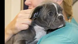 A massive pet 