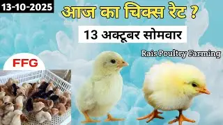 Today Broiler & Ffg Chicks Rate | 13/10/2025 | Aaj Ka Chicks Rate ? New Chicks Rate Update 13 Oct