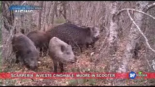 INCIDENTI: FIRENZE, A SCARPERIA E SAN PIERO ALTRA TRAGEDIA CAUSATA DAI CINGHIALI