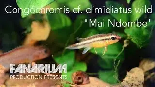 Congochromis cf. dimidiatus wild 