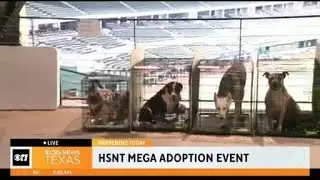Looking for a furry friend? Humane Society of North Texas hosts mega adoption event