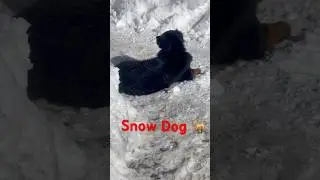 &ldquo;Snow + Dog = Pure Happiness 🤍❄️&rdquo;