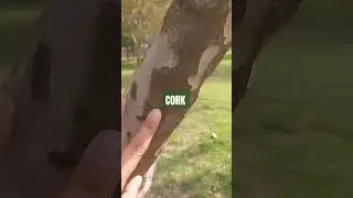 bark of tree