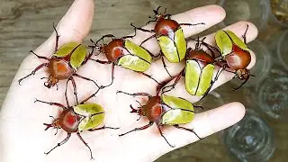 【山林蟲坊】史密斯角金龜開土繭 | Eudicella smithi Had Emerged