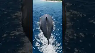 Whale #veo3 #aivideo #googleflowai