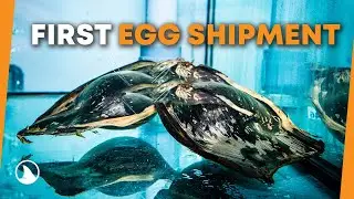 First Egg Shipment | StAR Project