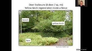 Deer, Interfering Vegetation, and Factors to Guide the Treatment of the Green Lie.