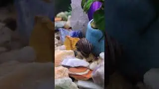 Snailtime, mysterious snail exploring through the Gem Rocks. #fish #shorts #aquarium #snail #gems