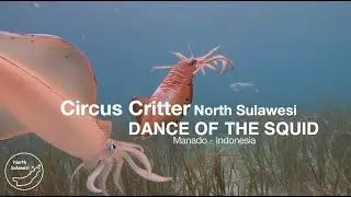Dance of the squid - Bigfin reef squid (Sepioteuthis lessoniana) - North Sulawesi - Indonesia