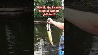 &ldquo;Hooked on Humor: The Best Pickerel Fishing Dad Jokes to Reel in Big Laughs!&rdquo; #pickerel