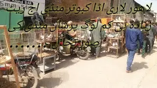 Lahore Lari adda kabootar mandi last update| 2025 | high quality kabootar low price in Lahore mandi