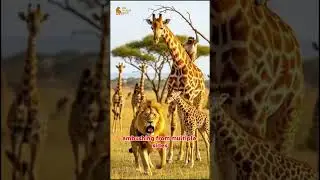 Rare Lion Hunt on Giraffe Caught on Camera | Wildlife News Update