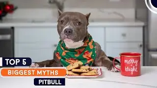 The 5 Biggest Myths About Pitbull | Pitbull Planet