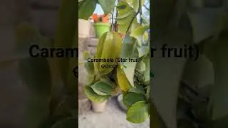 #କରମଗା🫒#star fruit update #viral #shorts ..