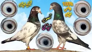 Original Teddy | A Symbol Of Quality | 100%Pure | تصویراں ٹیڈی |نشیلے ٹیڈی |