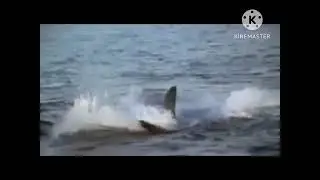The Great White Shark OST Genocide
