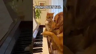 Cat & Dog Play Piano&hellip; Then It Gets Personal &mdash; Chaos Begins