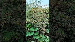 Pigeon Peas || Indian farmer #nature #shorts #short #viral