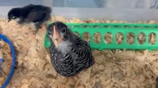 We finally Got Baby Chickens!  Watch Our First Reactions!