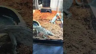 🦎 💎 High Dollar Exotics?!  Cuban False Chameleon?! #shorts