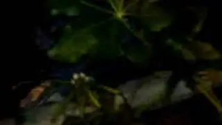 chong smasshed
