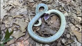 Eastern Hognose Snake Playing Dead