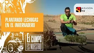Plantando lechugas en el invernadero
