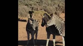 Animal video||Zebra video||Zebra🦓🦓 in an open field||#shorts #zebra #field