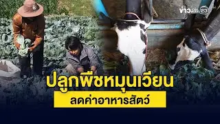 ปลูกพืชหมุนเวียน ลดค่าอาหารสัตว์