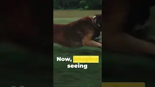 Greyhounds are one of the fastest dog breeds, capable of running up to 45 miles per hour
