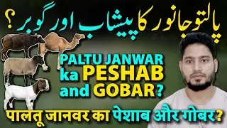 Paltu Janwar Ka Peshab aur Gobar Pak Ya Napak? | Maulana Talk