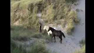 Natural Horsemanship Long Rider 1 - Equus Sensus