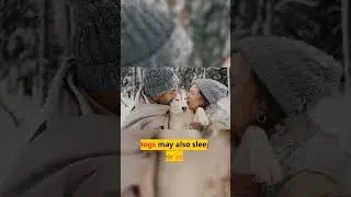 Exploring the Different Reasons Why Dogs Love to Sleep With Their Owners. #shhorts