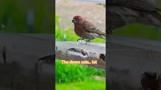 Cats Scared them - Birds in window feeder #birds #windowfeeder #birdingdaily