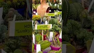 #succulents collection and special tags💚🌵 #plants #shorts