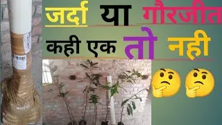 gaurjeet mango and anabi gola mango unboxing #mango#alltimemango