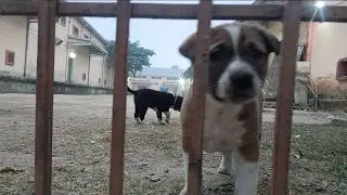 So cute dog 🐕😍 child 