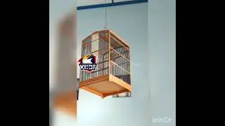 cucak rawa