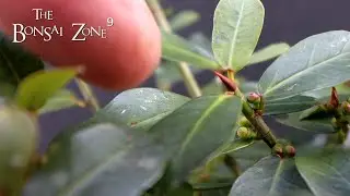 Pruning My Natal Ficus, The Bonsai Zone, Feb 2022